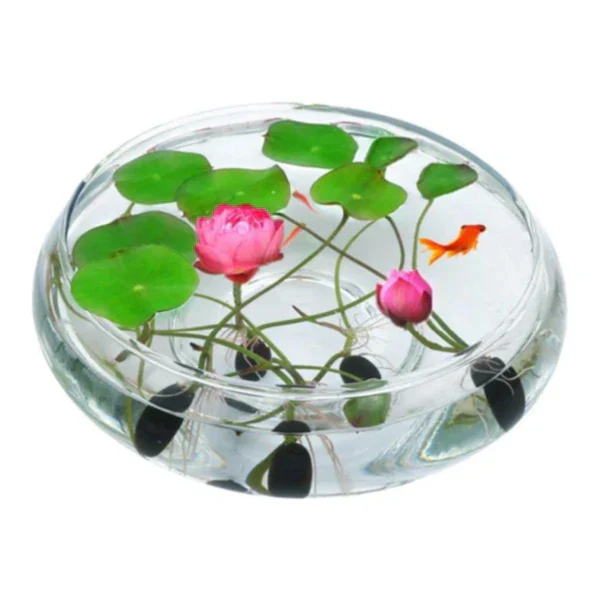 The Premium Bonsai Lotus Flower Seeds