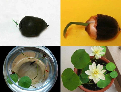 The Premium Bonsai Lotus Flower Seeds