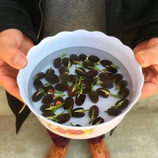 The Premium Bonsai Lotus Flower Seeds