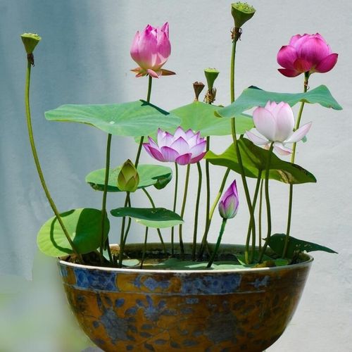 The Premium Bonsai Lotus Flower Seeds