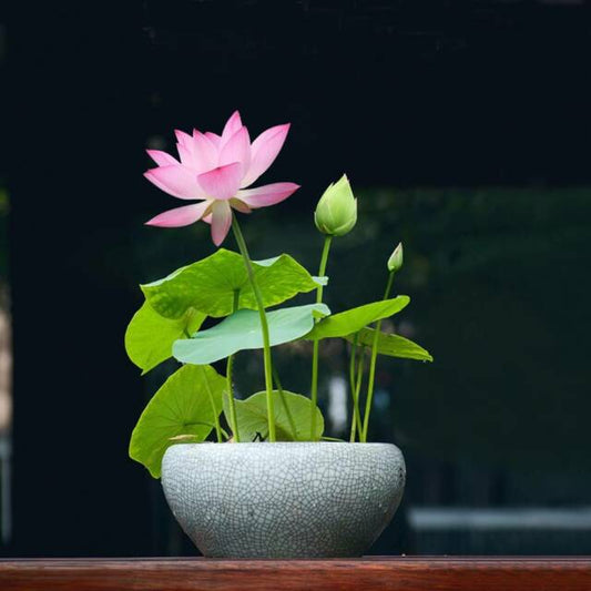 The Premium Bonsai Lotus Flower Seeds